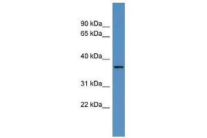 OR2H2 antibody used at 0. (OR2H2 antibody  (C-Term))