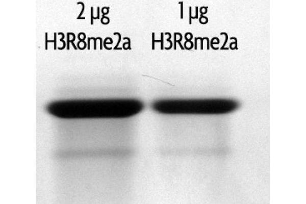 Histone 3 Protein (H3) (H3R8me2a)