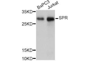 Western blot analysis of extracts of various cell lines, using SPR Antibody. (SPR antibody  (AA 1-261))