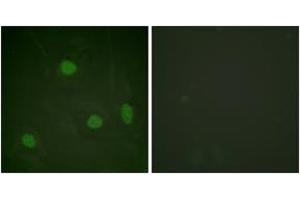 Immunofluorescence (IF) image for anti-Histone 3 (H3) (H3K23ac) antibody (ABIN2890731) (Histone 3 antibody  (H3K23ac))