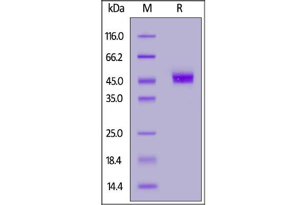 CD3G Protein (AA 23-116) (Fc Tag)