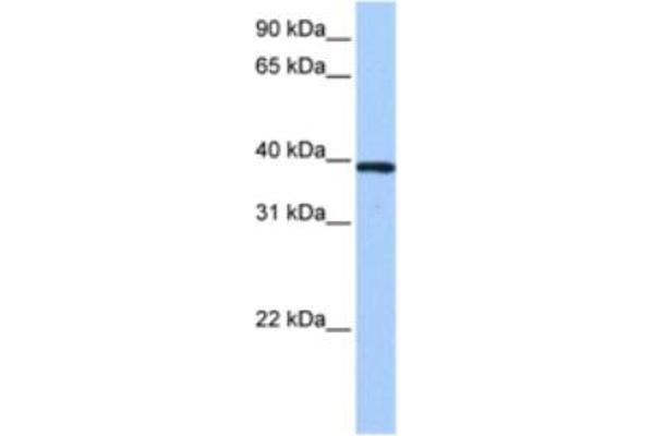 ZNF618 antibody