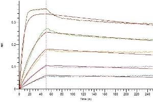 Loaded Human IL-2RB-Fc on Protein A Biosensor, can bind Human IL-2 Superkine with an affinity constant of 0. (IL-2 Protein (His tag))