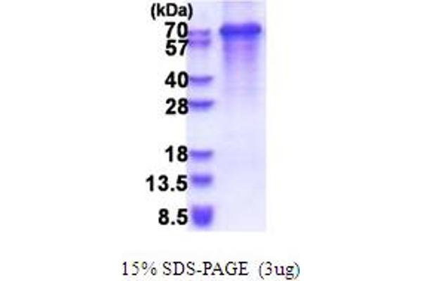 Synaptotagmin 3 Protein (AA 76-590) (His tag)