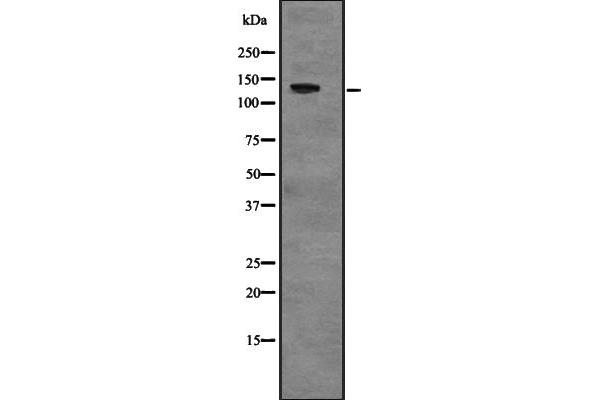 USP28 antibody  (N-Term)