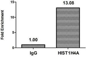 Chromatin Immunoprecipitation Hela (4*10 6 , treated with 30 mM sodium butyrate for 4h) were treated with Micrococcal Nuclease, sonicated, and immunoprecipitated with 5 μg anti-HIST1H4A (ibHU) or a control normal rabbit IgG. (HIST1H4A antibody)