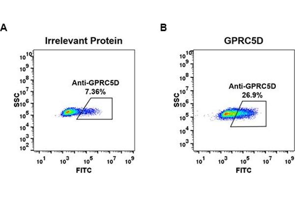 Recombinant GPRC5D antibody  (AA 1-27)