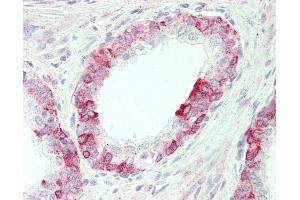 Anti-O3FAR1 / GPR120 antibody IHC staining of human prostate. (O3FAR1 antibody  (AA 247-258))