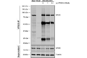 Immunoprecipitation analysis using Mouse Anti-VPS35 Monoclonal Antibody, Clone 7E4 (ABIN6932929). (VPS35 antibody  (PerCP))