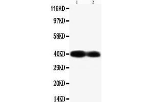 Anti-Connexin 40/GJA5 antibody, Western blotting Lane 1: Mouse Heart Tissue Lysate Lane 2: Mouse Heart Tissue Lysate (Cx40/GJA5 antibody  (C-Term))