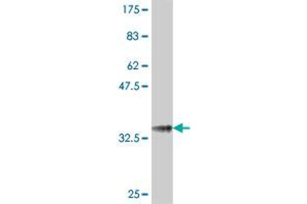 NPR2 antibody  (AA 131-230)