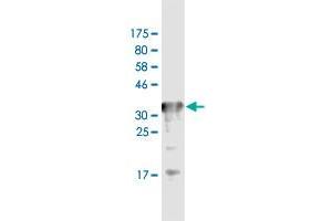 Western Blot detection against Immunogen (36. (Transferrin Receptor antibody  (AA 68-168))