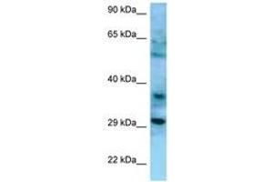 Image no. 1 for anti-CD47 (CD47) (AA 60-109) antibody (ABIN6748299) (CD47 antibody  (AA 60-109))