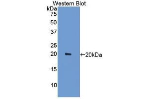 Western Blotting (WB) image for anti-Peroxiredoxin 5 (PRDX5) (AA 1-210) antibody (ABIN1078433) (Peroxiredoxin 5 antibody  (AA 1-210))