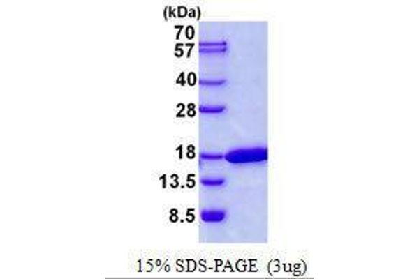 CDK2AP2 Protein