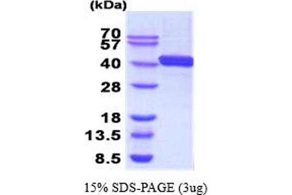 DNAJB6 Protein (AA 1-376)