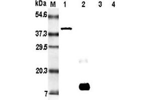 Western blot analysis of resistin using anti-Resistin (rat), mAb (RRES 07)   at 1:5'000 dilution. (Resistin antibody)