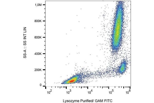 LYZ antibody