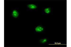 Immunofluorescence of purified MaxPab antibody to TEAD4 on HeLa cell. (TEAD4 antibody  (AA 1-305))
