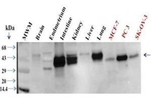 Western Blotting (WB) image for anti-Epithelial Cell Adhesion Molecule (EPCAM) (Cytoplasmic Domain) antibody (ABIN3024725)