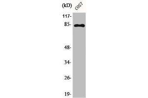 Western Blot analysis of COS7 cells using Phospho-Stat1 (Y701) Polyclonal Antibody (STAT1 antibody  (pTyr701))