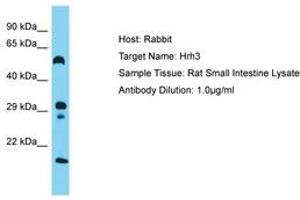 Image no. 1 for anti-Histamine Receptor H3 (HRH3) (AA 122-171) antibody (ABIN6750473) (HRH3 antibody  (AA 122-171))