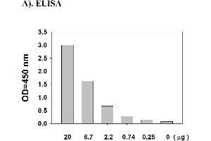 Image no. 6 for Signal Transducer and Activator of Transcription 1, 91kDa (STAT1) ELISA Kit (ABIN625244) (STAT1 ELISA Kit)