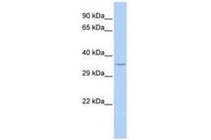 Image no. 1 for anti-Speedy Homolog A (SPDYA) (N-Term) antibody (ABIN6741380) (SPDYA antibody  (N-Term))