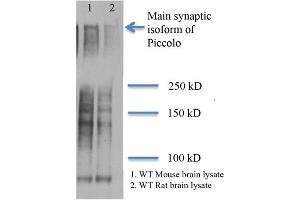 Piccolo Western Blot. (PCLO antibody)