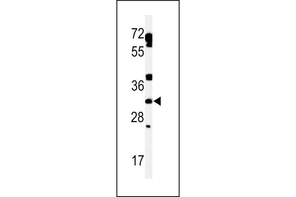 TBC1D7 antibody  (AA 150-179)