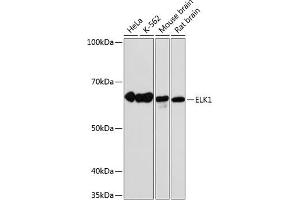 Western blot analysis of extracts of various cell lines, using ELK1 antibody (ABIN7266917) at 1:1000 dilution. (ELK1 antibody)