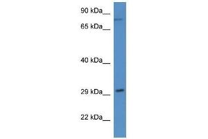 Western Blot showing Rad21 antibody used at a concentration of 1. (RAD21 antibody  (N-Term))