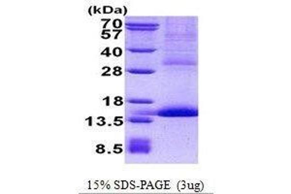 CD42a Protein