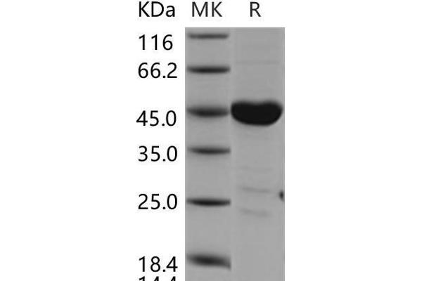 CSK Protein