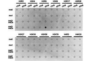 Western Blotting (WB) image for anti-Histone 3 (H3) (H3R8me2s) antibody (ABIN1873010) (Histone 3 antibody  (H3R8me2s))