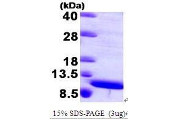 S100A8 Protein (AA 1-93)