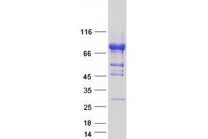 Validation with Western Blot (ZSCAN18 Protein (Myc-DYKDDDDK Tag))