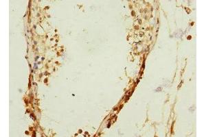 Immunohistochemistry of paraffin-embedded human testis tissue using ABIN7167094 at dilution of 1:100 (RanBP3 antibody  (AA 1-250))