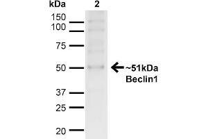 Western blot analysis of Human HeLa cell lysates showing detection of ~51kDa Beclin 1 protein using Rabbit Anti-Beclin 1 Polyclonal Antibody . (Beclin 1 antibody  (C-Term) (APC))