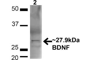 Western blot analysis of Mouse Brain showing detection of ~27. (BDNF antibody  (N-Term))