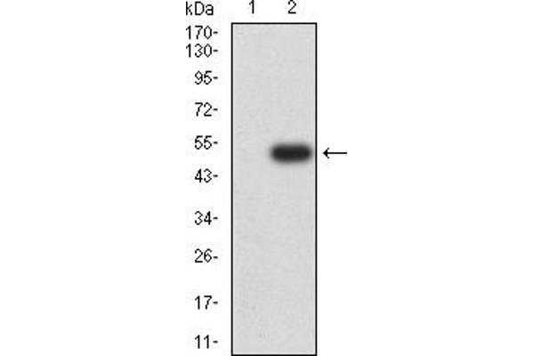 ATRX antibody  (AA 2311-2492)