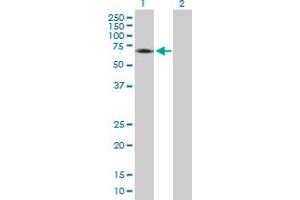 Western Blot analysis of CDC2L6 expression in transfected 293T cell line by CDC2L6 MaxPab polyclonal antibody. (CDK19 antibody  (AA 1-502))