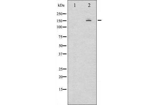 EGFR antibody  (pSer1026)