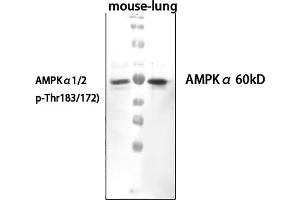 Western Blot analysis of mouse lung cells using primary antibody diluted at 1:1000 (4 °C overnight). (PRKAA1/PRKAA2 antibody  (pThr172, pThr183))