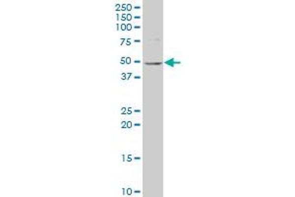 NAGS antibody  (AA 435-532)