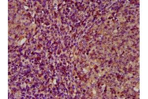 IHC image of ABIN7152334 diluted at 1:200 and staining in paraffin-embedded human tonsil tissue performed on a Leica BondTM system. (ECM1 antibody  (AA 386-540))