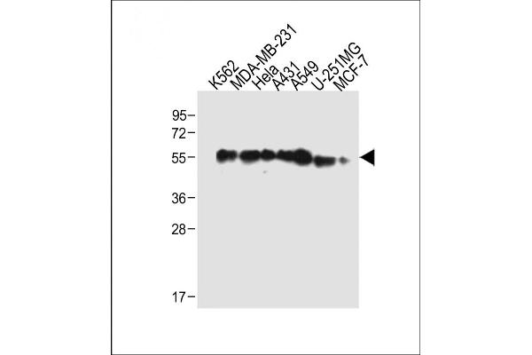 TUBb6 antibody  (AA 139-166)