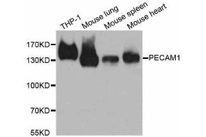 Western blot analysis of extracts of various cell lines, using PECAM1 antibody. (CD31 antibody)