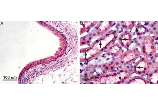 Aquaporin 7 antibody  (Intracellular, N-Term)