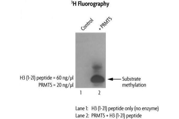 PRMT5 Protein (DYKDDDDK Tag)